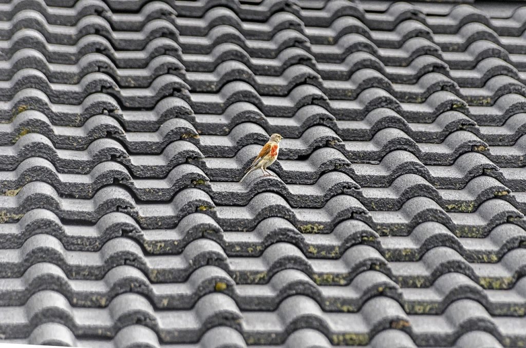Services roofing, roof, tile, bird, nature, sparrow, building